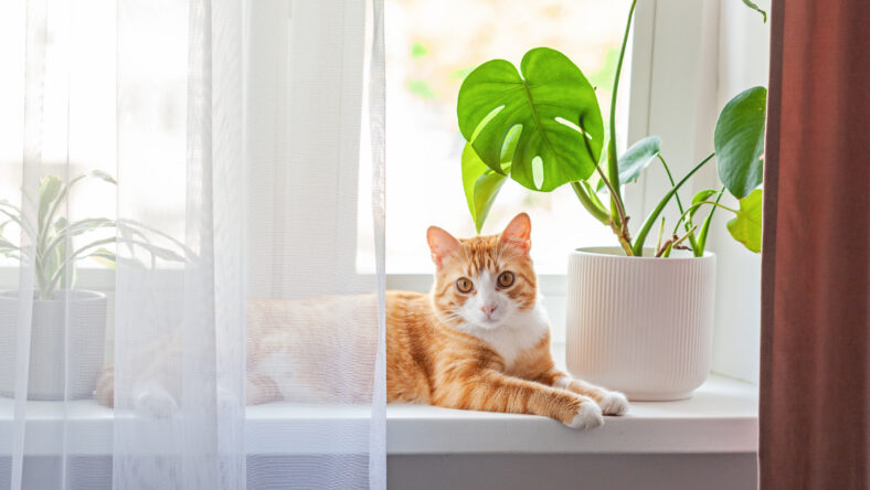 Red cat sits on the window and