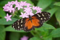 Tiger Longwing Butterfly (Heliconius hecale) on Pink
