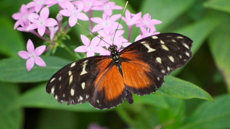 Tiger Longwing Butterfly (Heliconius hecale) on Pink