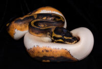 Royal Ball Pyhton, Piebald colour mutation. Isolated