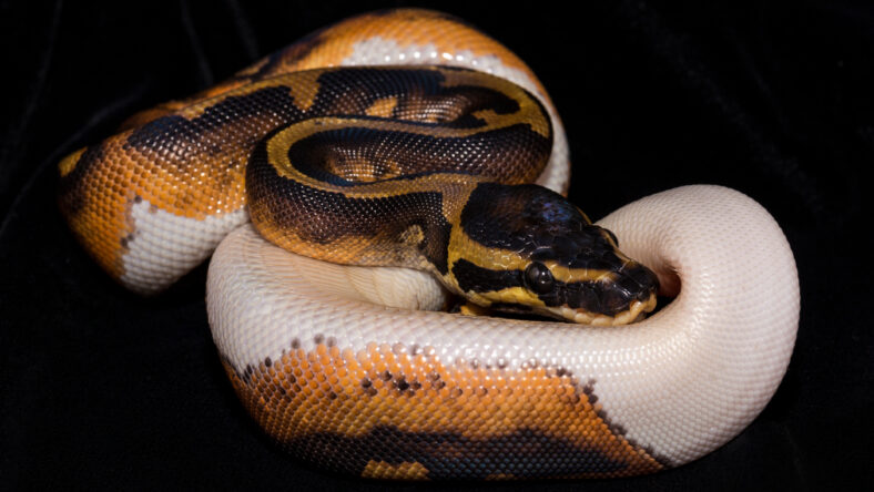 Royal Ball Pyhton, Piebald colour mutation. Isolated
