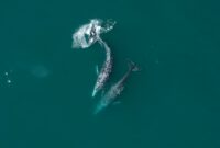 Two magnificent whales gracefully swimming in crystal