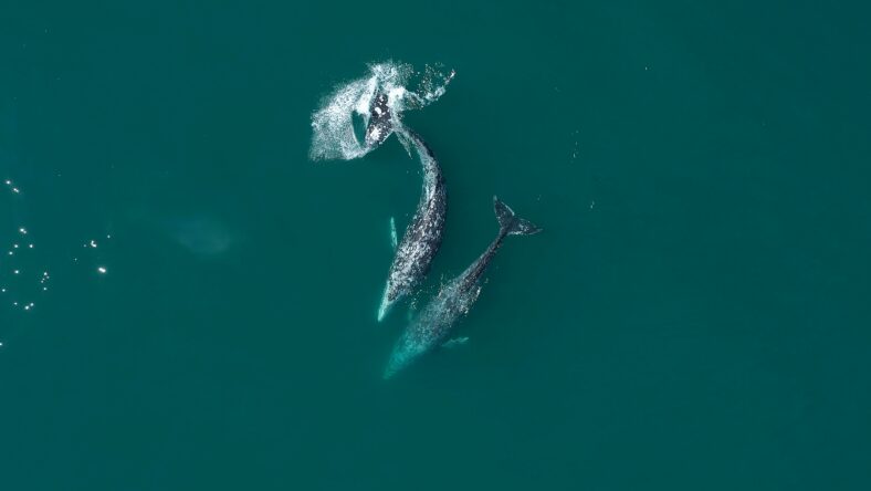 Two magnificent whales gracefully swimming in crystal