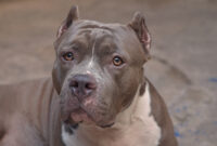 pit bull dog