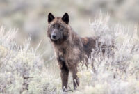Gray wolf (Canis luous) from Junction Butte