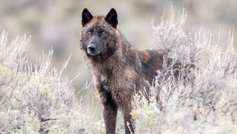 Gray wolf (Canis luous) from Junction Butte Pack, Yellowstone National Park, Wyoming
