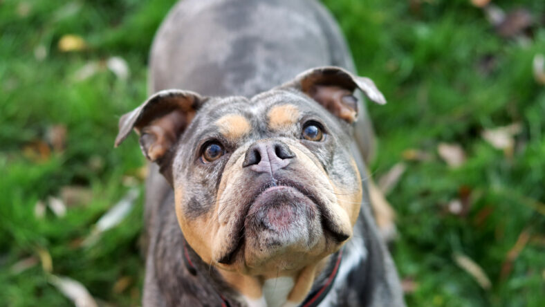 Close up portrait of a cute funny