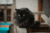 Close-up of a very fluffy black cat
