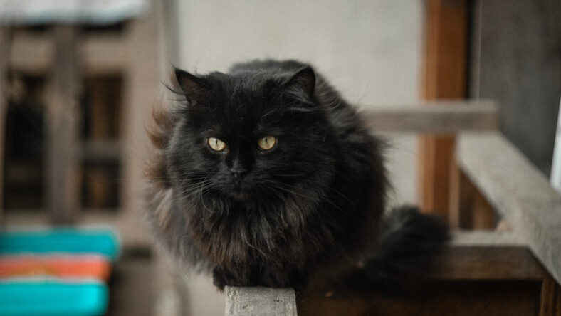 Close-up of a very fluffy black cat