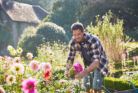 Man pruning flowers in sunny garden