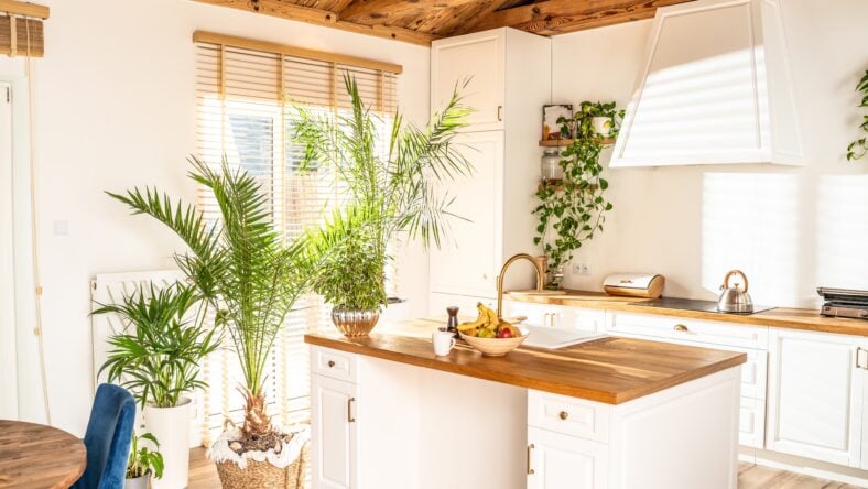 Designer white kitchen with a lot of home plants. Sun rays shining through the window. Wooden elements.