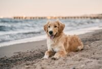 golden retriever on the beach. picture with