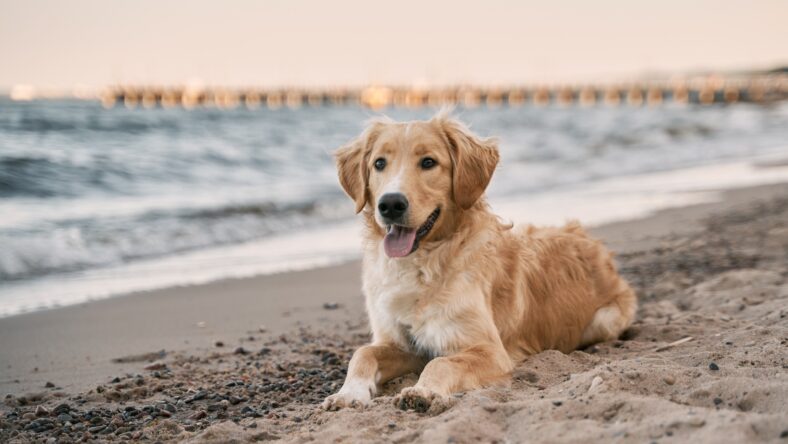 golden retriever on the beach. picture with