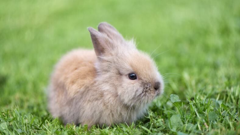 Little rabbit on green grass